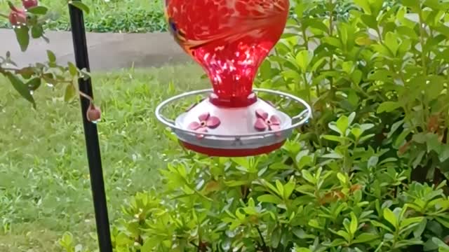 Hummingbirds in the Rain