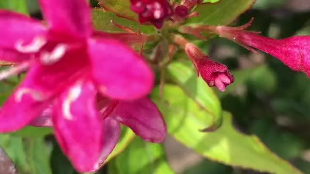 The little flower has a bright colour