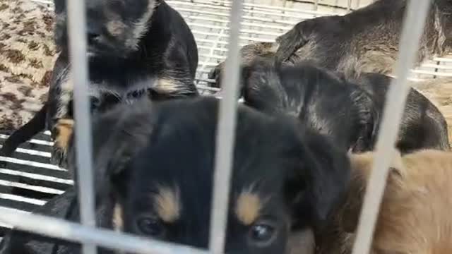 group of cute puppy