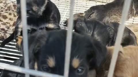 group of cute puppy
