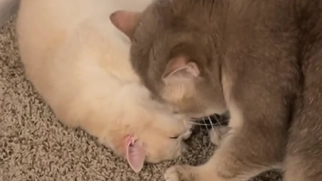 Cat cute 🐱
