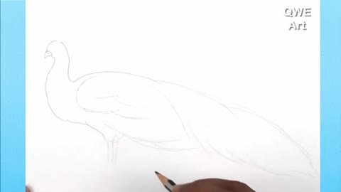 Draw The Body And Feet Of A Peacock