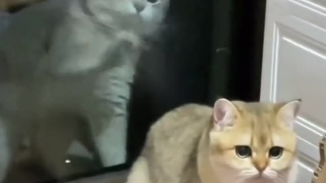 This Cat Wants To Go Out!