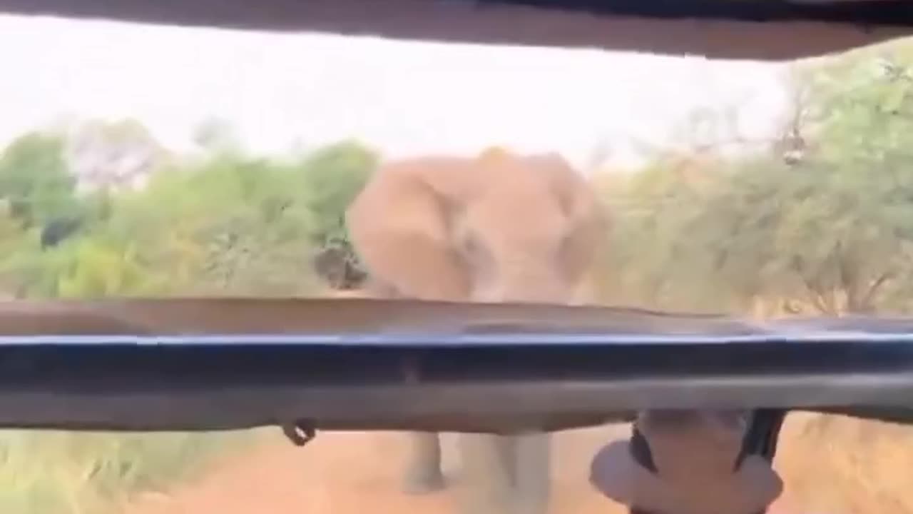 Un elefante intenta arrojar un vehículo lleno de turistas en Sudáfrica.