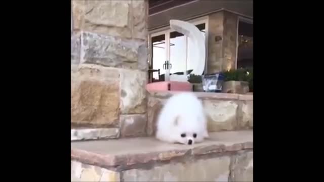 Dog Falling Down fast