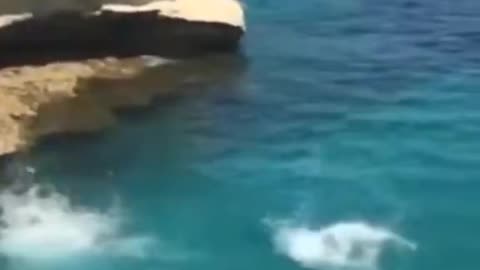 Dog jumping onto the water!