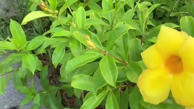 The buttercup is a wild plant with bright yellow cup-shaped flowers.