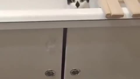 cat hiding