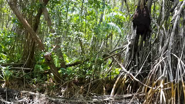 Cubas Mangrove Forest