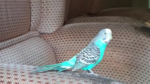 Meu Azul maravilhoso.