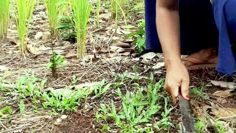 rice field grass cleaning activity