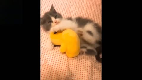 Cute and funny pets doing