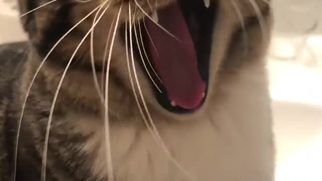 The cat recite's the sound very well.