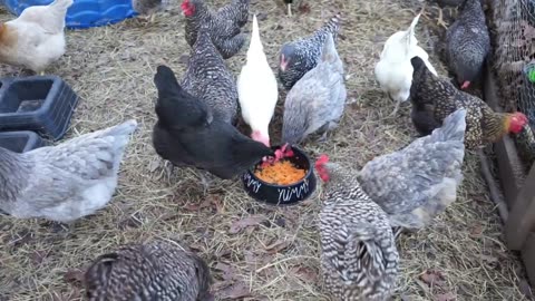 Do chickens like cooked carrots? Let's find out.