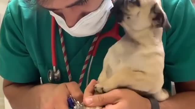See the affection of this dog