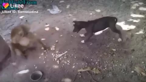 Dog vs Monkey