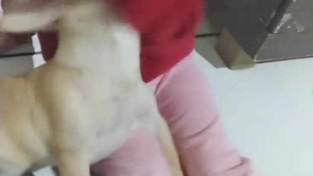 Adorable Babies Playing With Dogs and Cats - Funny Babies Compilatio