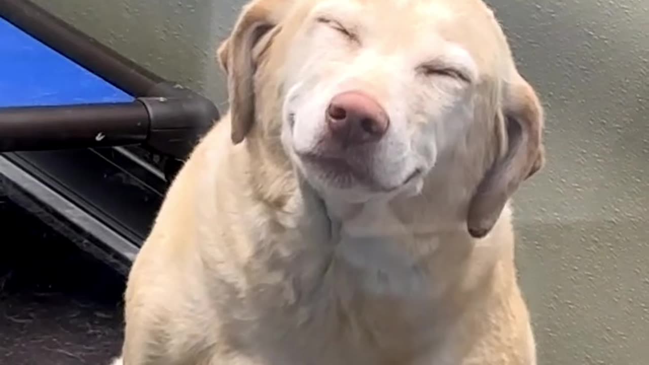 Dog smiling at daycare.