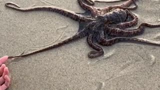 Adorable Octopus Interrupts Beach Photoshoot