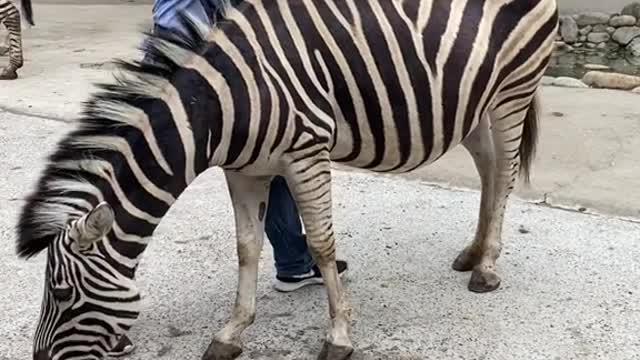 A zebra