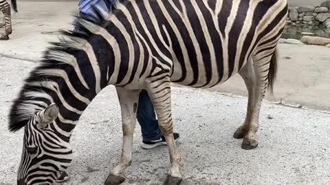 A zebra