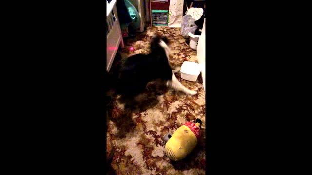 crazy dog chasing laser