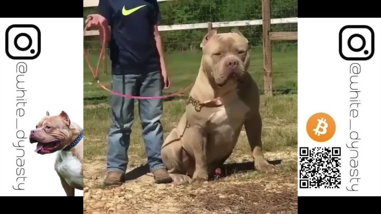 🔥CRAZY🔥Top 25 Best American Bully Videos