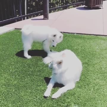 Samoyed invites friend to play, gets instantly ignored