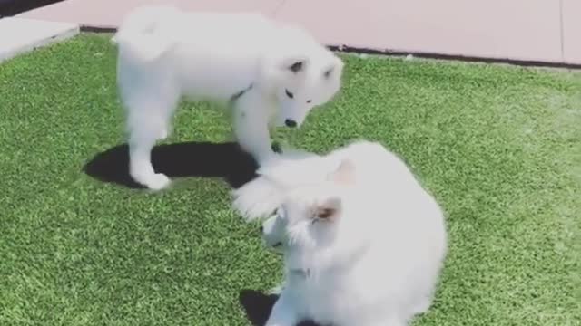 Samoyed invites friend to play, gets instantly ignored