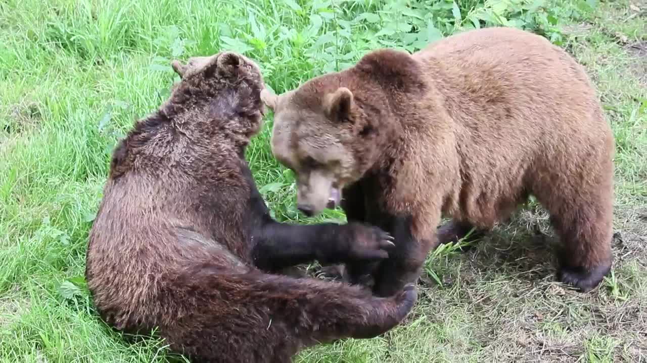 Bear Wrestling