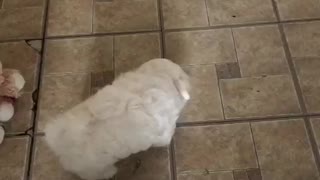 Dry Dog/Puppy Food - Beef, Salmon, Turkey, Lamb, Chicken