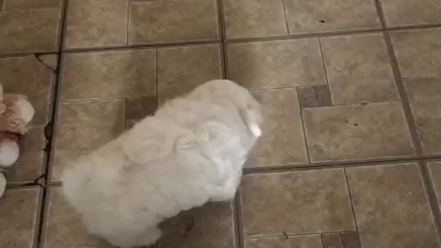 Dry Dog/Puppy Food - Beef, Salmon, Turkey, Lamb, Chicken