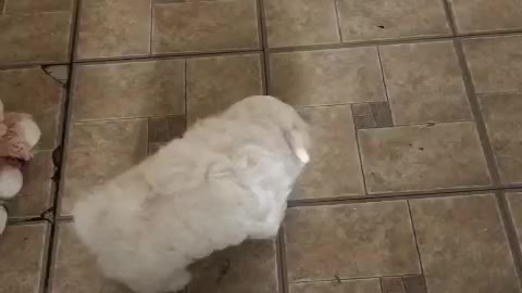 Dry Dog/Puppy Food - Beef, Salmon, Turkey, Lamb, Chicken