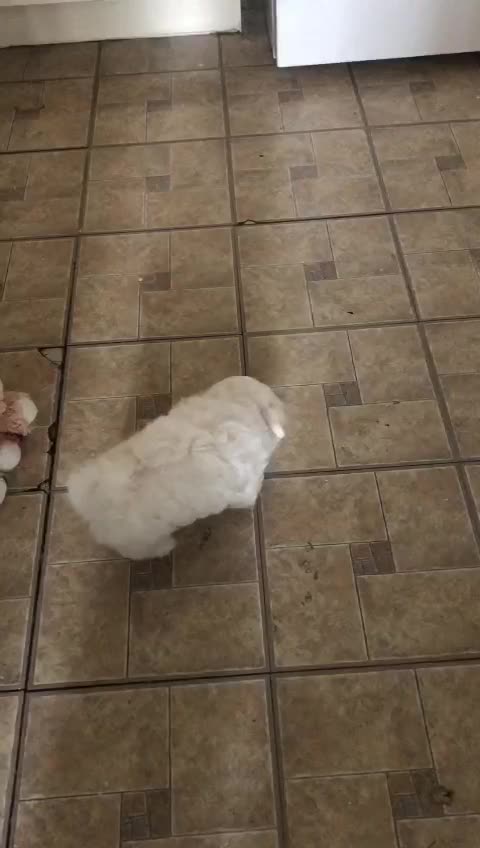 Dry Dog/Puppy Food - Beef, Salmon, Turkey, Lamb, Chicken