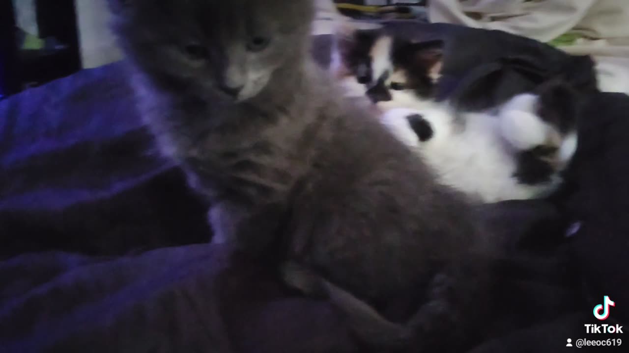 Baby kittens 1 month old Bruce and flash