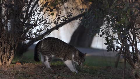 Cat Digging Something ?