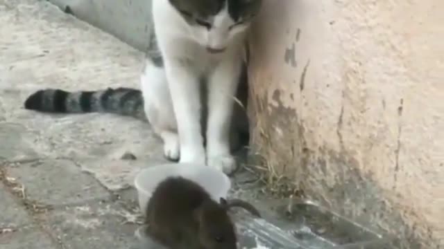 When the mouse scares the cat! funny