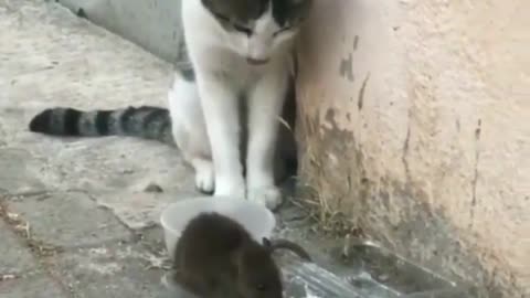 When the mouse scares the cat! funny