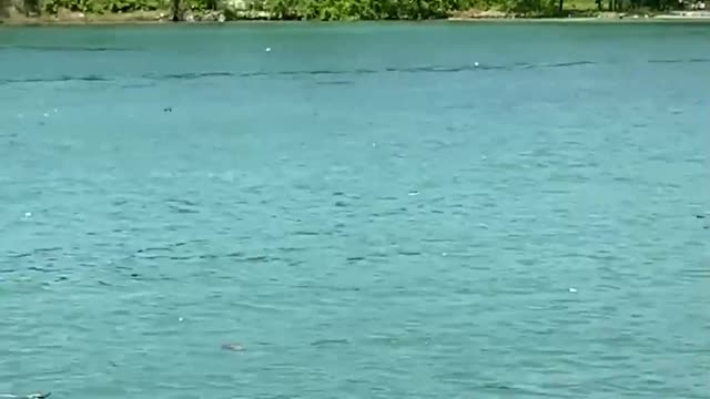 Little monkey and women swimming in the pond very different video