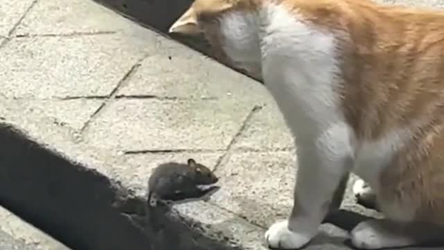 Tom and Jerry in real life,What a lark!