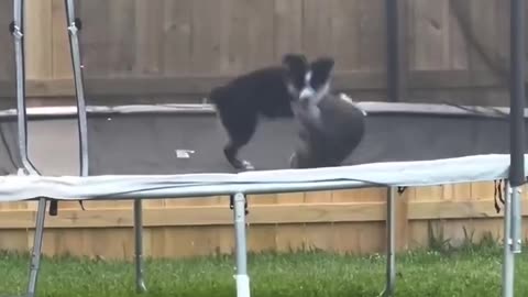 Cat and dog playing together 😻🥰❤️