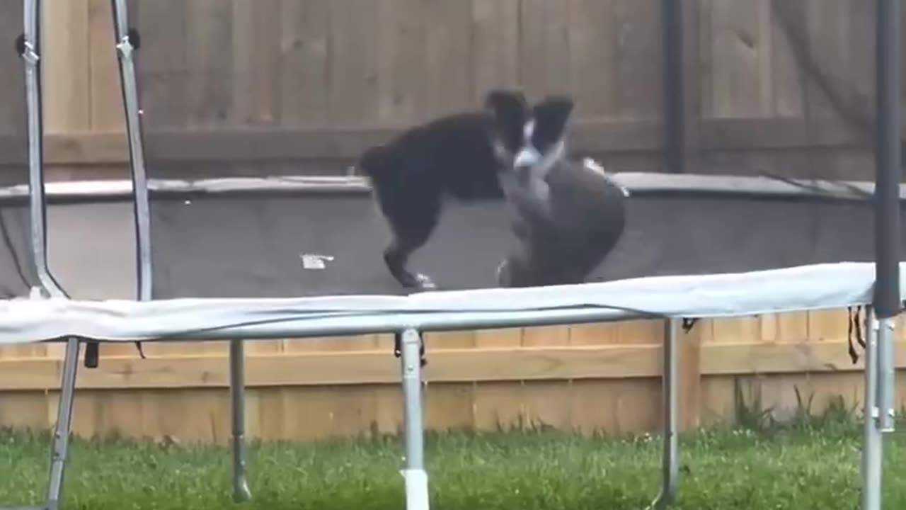 Cat and dog playing together 😻🥰❤️