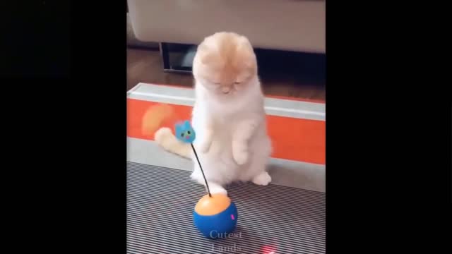 So funny cute ❤ dogs 🐶 and cats 🐱 part 5