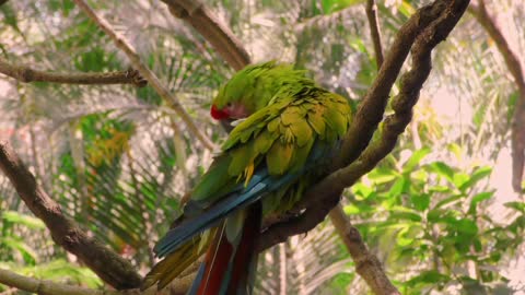 Breathtaking Colorful Birds of the Rainforest2 clips.NyRcEn