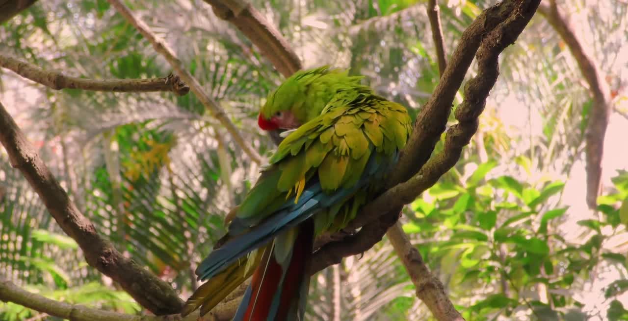 Breathtaking Colorful Birds of the Rainforest2 clips.NyRcEn