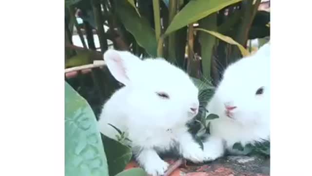 Rabbits 🐇 eating peacefully 😁 beautiful scene smiles