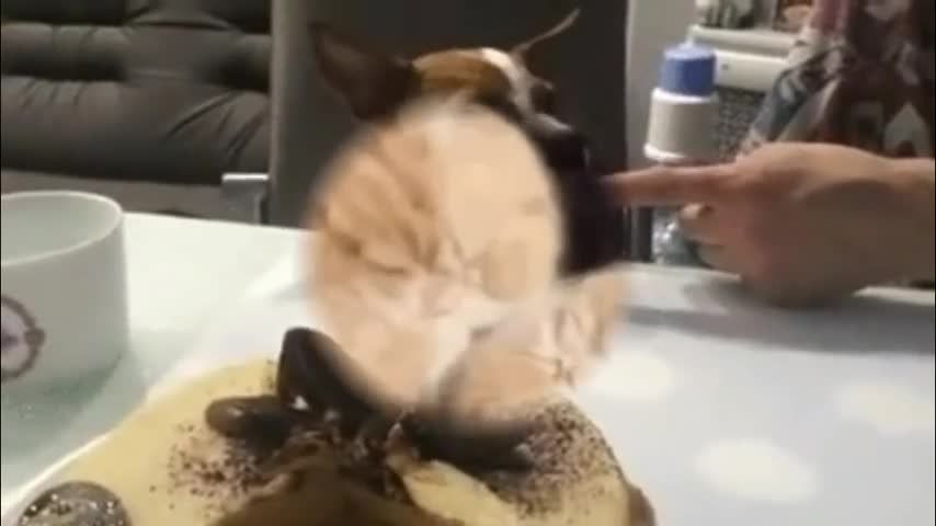 BEST GUNS 2021 _ Best Compilation _ Fun with animals _ fun with animals in 2021