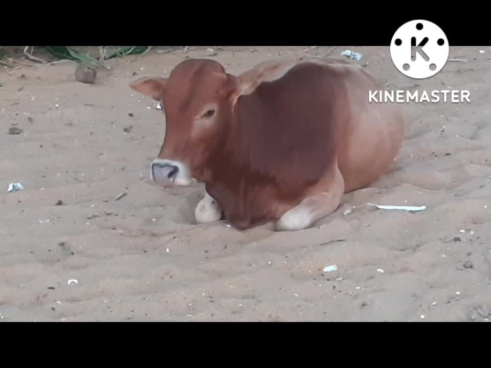 Funny cow