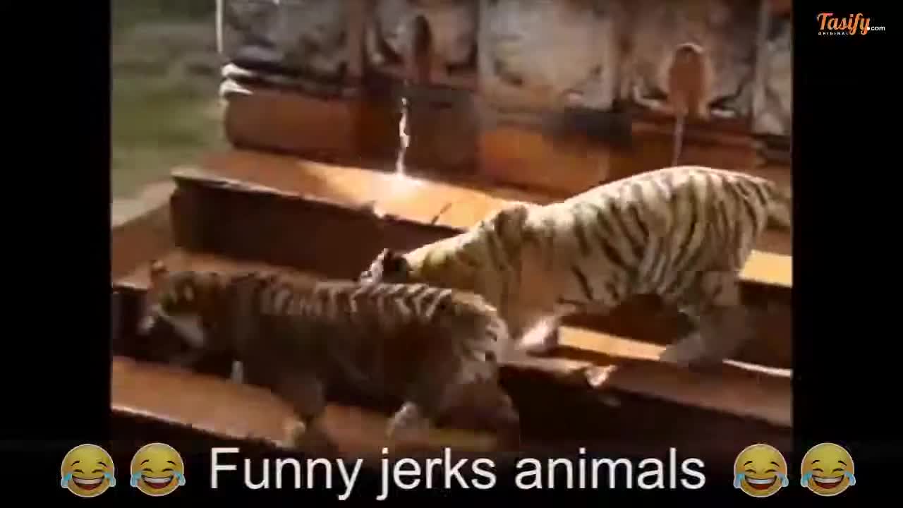 Funny animals cool
