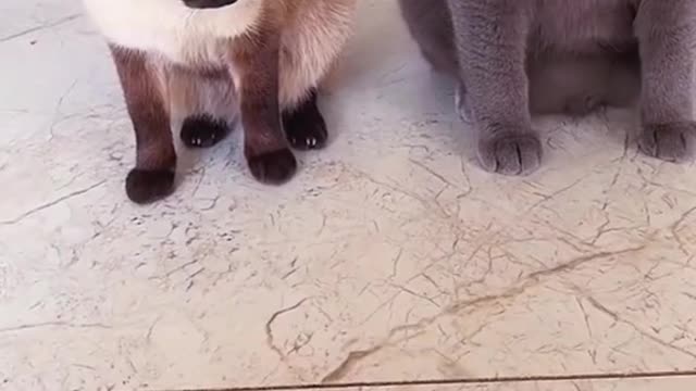 Cute cat compilation. Funy video